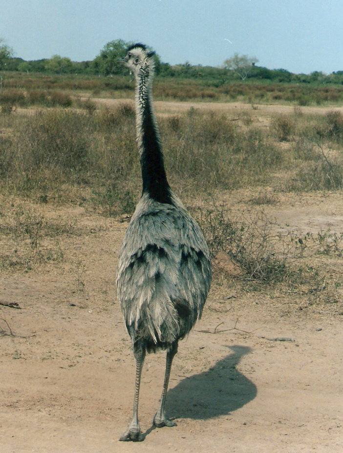 FIGURE 1 FIGURE 1